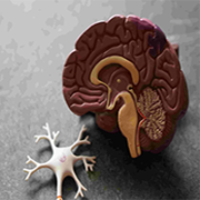 cómo funciona tu cerebro al aprender inglés y beneficios