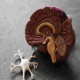 cómo funciona tu cerebro al aprender inglés y beneficios